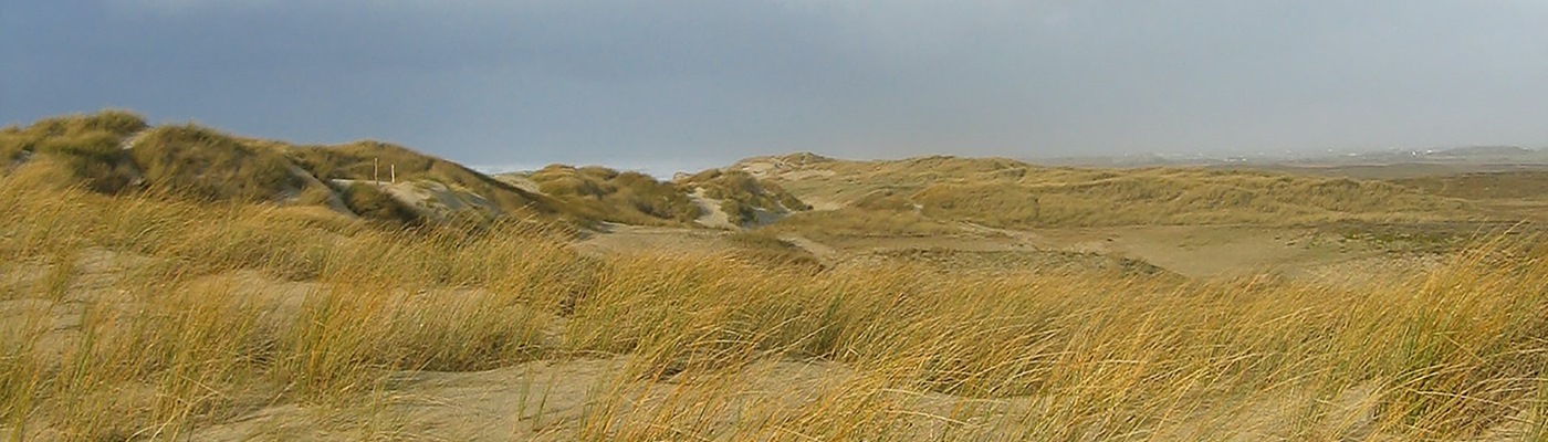 Long dry grass on sand dunes