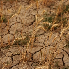 close-up of dry cracked soil and corn stalks