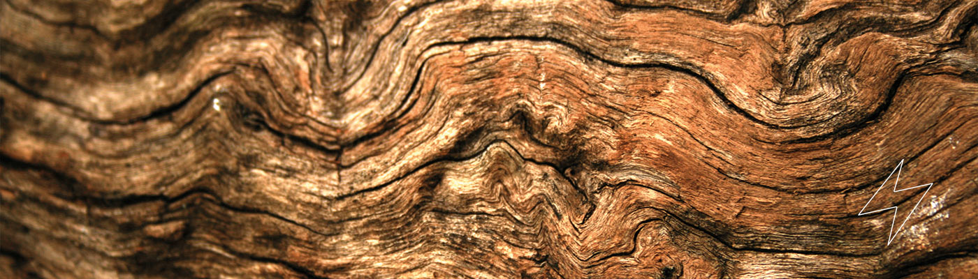 Close up of wood from tree bark