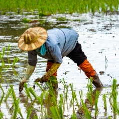farmer bending down to plant rice paddy stood in water 
