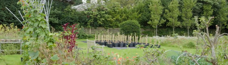 Plants and trees in a botanical garden 