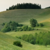 rolling green hills and trees