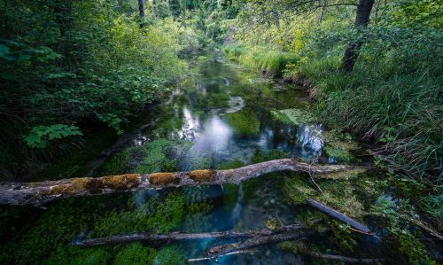 tree trunk resting over a freshwater river