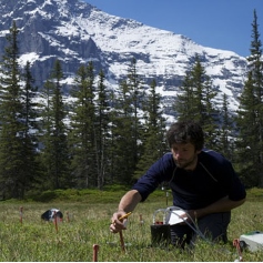 Man planting sticks with a background of trees and a snowy mountain