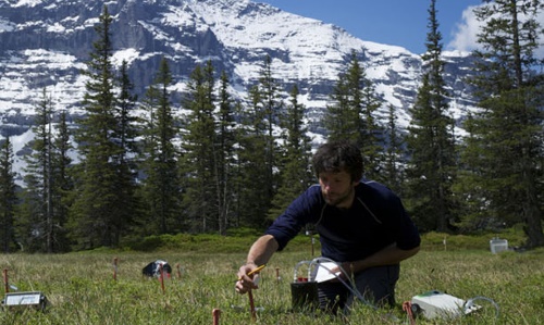 man planting sticks with trees and snowy mountain in background