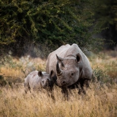 large and small rhino in long grass