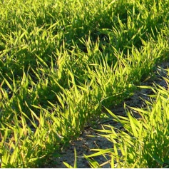 close-up view of agricultural grass