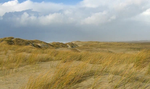 Sand dunes covered in long dry grass
