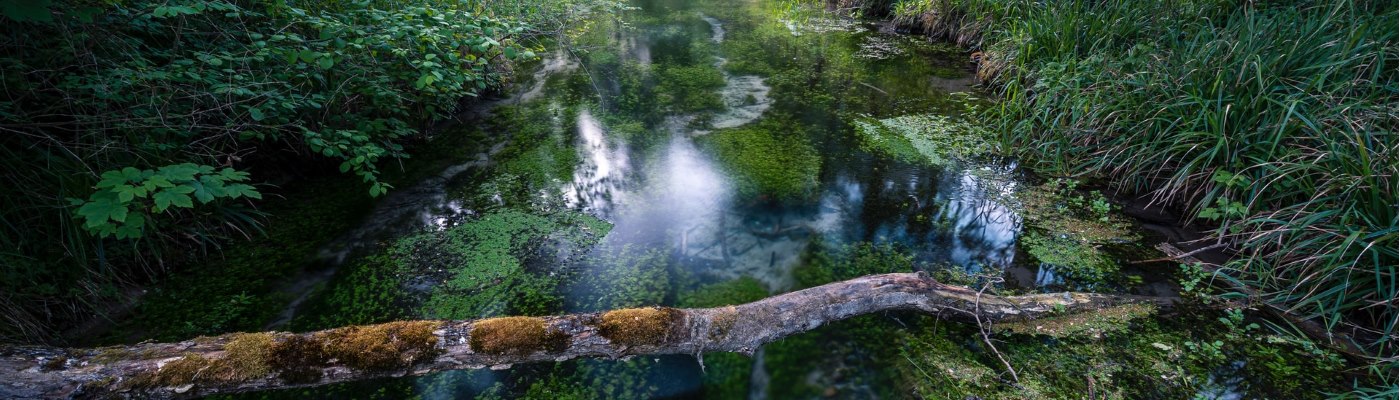 Large tree branch sitting across a mossy river