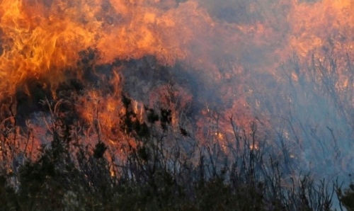 flames from a wildfire 