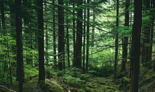 dense woodland with moss covered ground