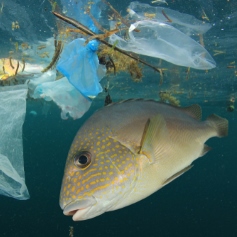 fish swimming in the sea surrounded by plastic debris