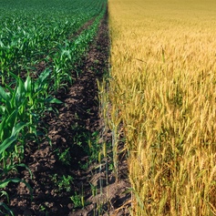 brown wheat and green corn field split in half 
