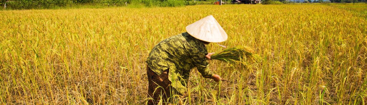 Women working in rice field 