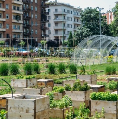 Greenery and vegetables growing against a backdrop of inner city housing 